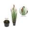Potted Green Straight Grass &#x26; Cattails